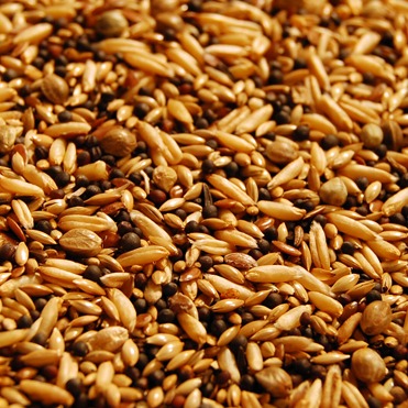 Canary Bird Mix, 20 Kg bag