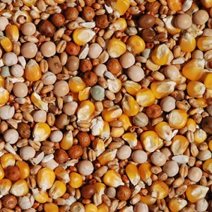 Pigeon feed mix, 20 kg bag